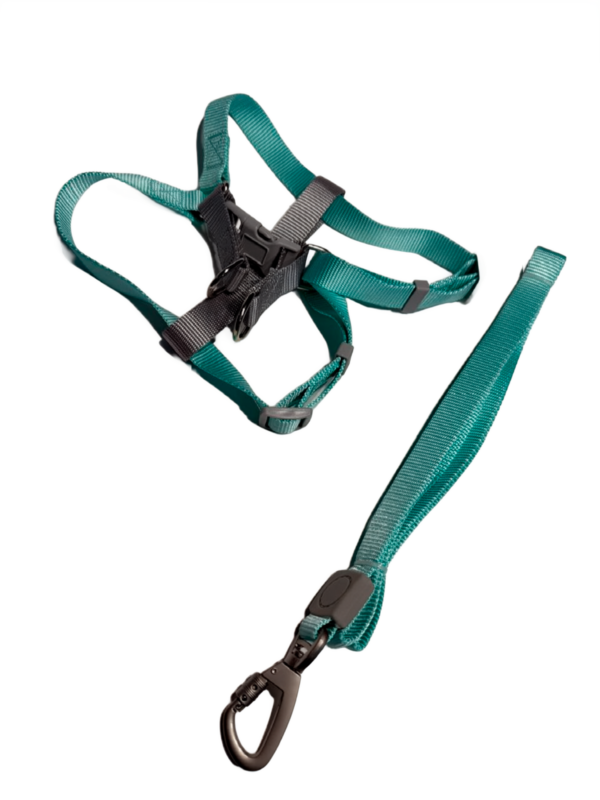 Kit arnes de tres puntos y correa de seguridad Grd